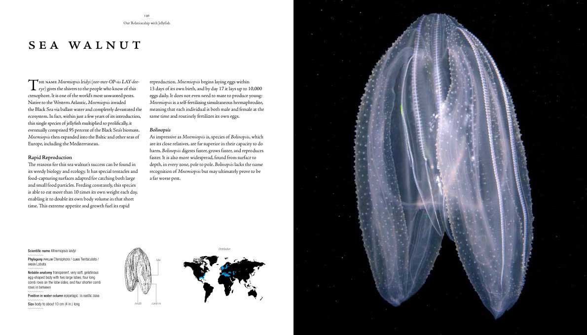 Jellyfish_2_1170