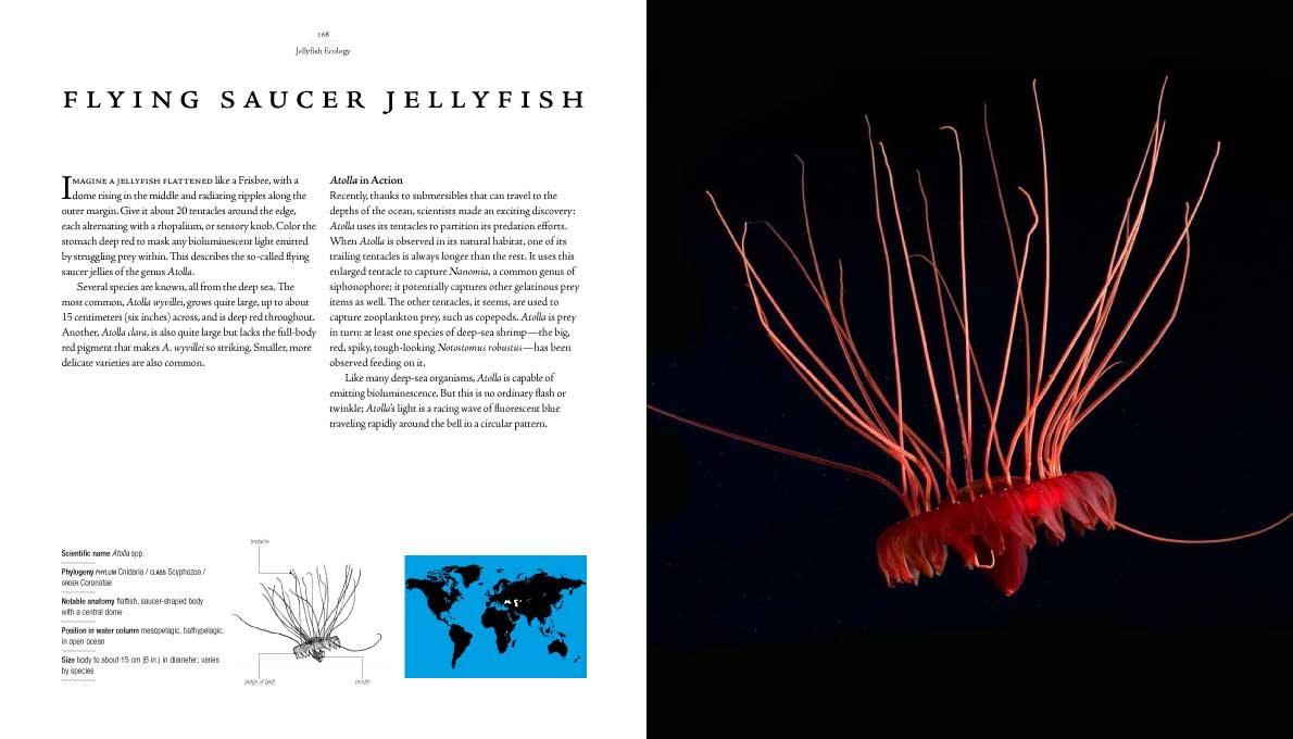 Katie Greenwood › JELLYFISH: A NATURAL HISTORY